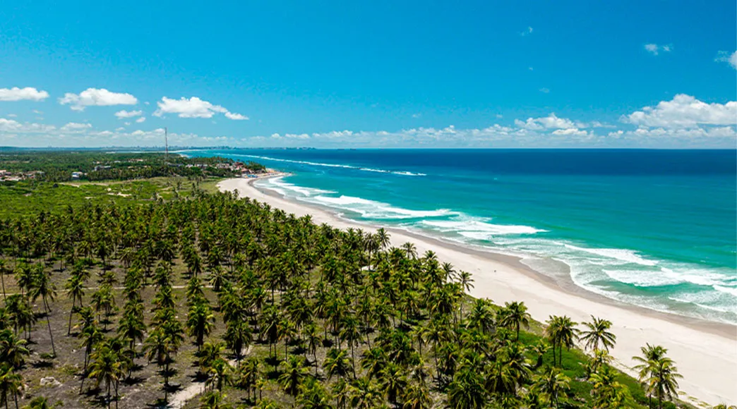 Vista aérea da Praia do Francês, com sua longa faixa de areia ladeada pelo mar azul-turquesa com ondas de um lado, e por um imenso e denso coqueiral do outro.