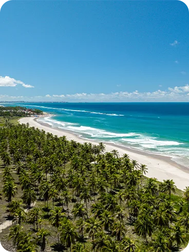 Vista aérea da Praia do Francês com mar turquesa com pequenas ondas no raso, céu azul, faixa de areia branca e coqueirais densos.