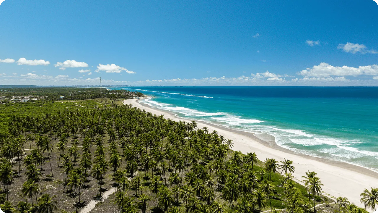 Vista aérea da Praia do Francês com mar turquesa com pequenas ondas no raso, céu azul, faixa de areia branca e coqueirais densos.