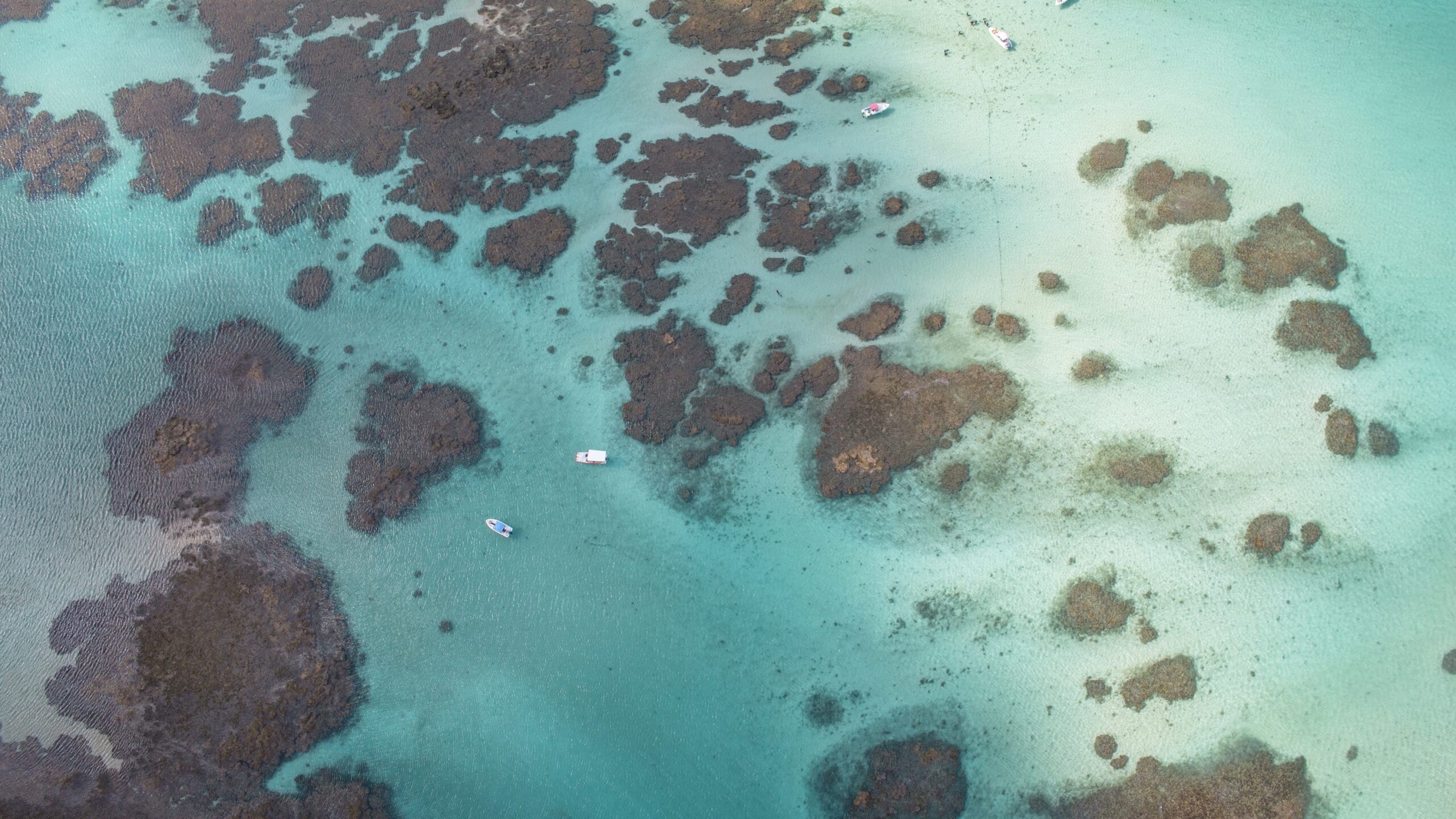 Galés de Maragogi na Praia de Barra Grande, em Alagoas.