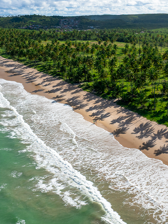 Vista aérea da praia no estado de Alagoas, com grande faixa de areia, vegetação bem verde ao fundo com céu azul sobre mar esverdeado.