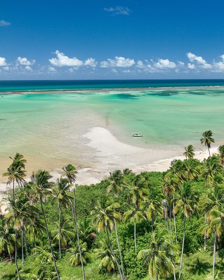Vista aérea da praia e mar cristalino de Maragogi Vista aérea de um denso coqueiral à beira-mar, com faixa de areia e águas cristalinas em tons de turquesa e verde sob um céu azul.