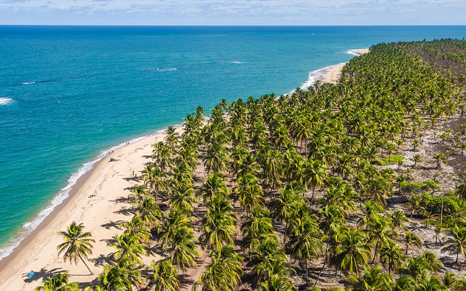 Praia paradisíaca no litoral de alagoas. É possível ver o mar azul e uma parte do céu azulado com nuvens. Há um imensa floresta de altos coqueiros separada do brar uma faxa de areia branca.