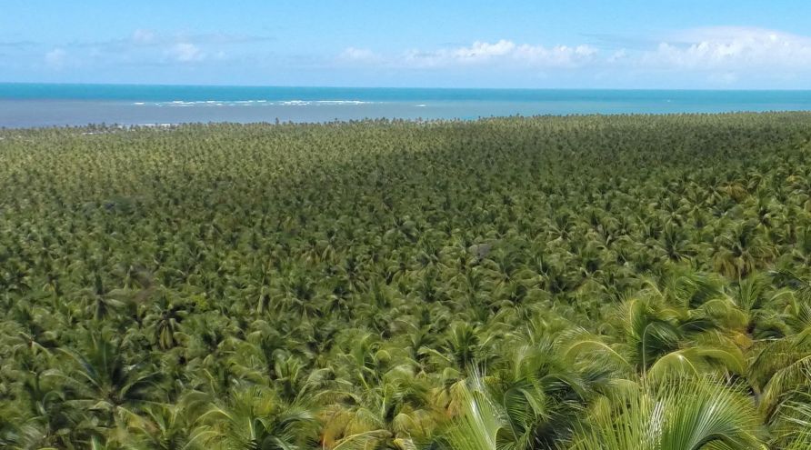 Conheça a Praia do Gunga em Maceió